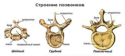 Minden, ami az anatómia az emberi gerinc