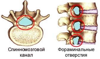 Все про анатомію хребта людини