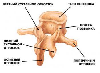 Все про анатомію хребта людини