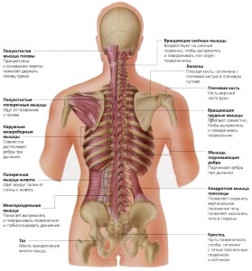Minden, ami az anatómia az emberi gerinc