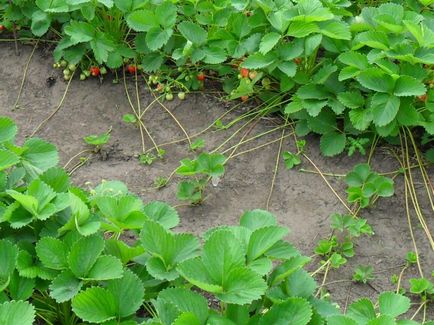 Totul despre gradina de strawberry asia - descrierea varietatii, plantarea, ingrijirea si alte nuante foto