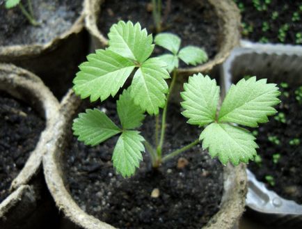 Totul despre gradina de strawberry asia - descrierea varietatii, plantarea, ingrijirea si alte nuante foto