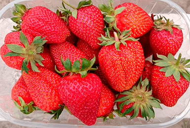 Totul despre gradina de strawberry asia - descrierea varietatii, plantarea, ingrijirea si alte nuante foto