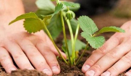 Totul despre gradina de strawberry asia - descrierea varietatii, plantarea, ingrijirea si alte nuante foto