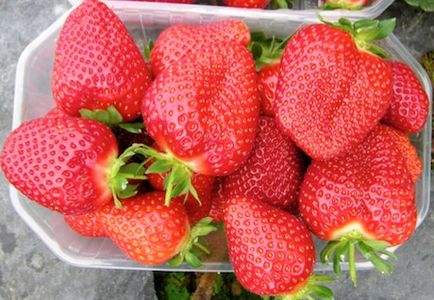 Totul despre gradina de strawberry asia - descrierea varietatii, plantarea, ingrijirea si alte nuante foto