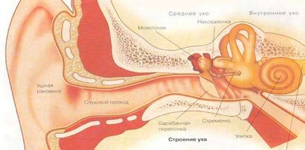 Всички важни моменти в структурата на човешкото ухо