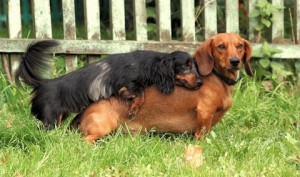 În jurul valorii de tricotat, site-ul dachshund