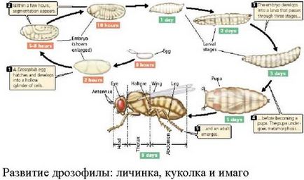 Bevezető, aki egy Drosophila vagy gyümölcslégy szex demorfizm egyének, életciklus és