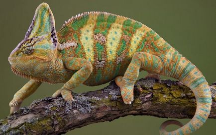 Chameleon (fotografie) real conspirator al lumii animalelor