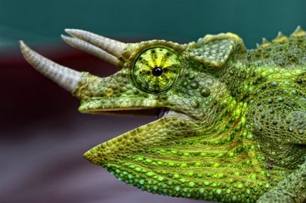 Chameleon (fotografie) real conspirator al lumii animalelor