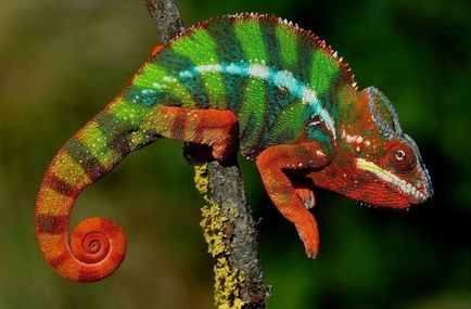 Chameleon (fotografie) real conspirator al lumii animalelor