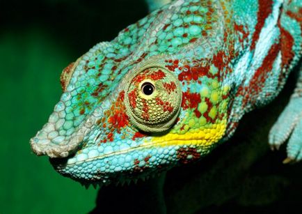 Chameleon (fotografie) real conspirator al lumii animalelor