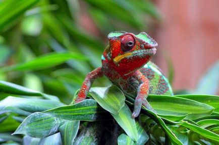 Chameleon (fotografie) real conspirator al lumii animalelor