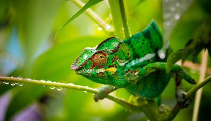 Chameleon (fotó), ez összeesküvő vadvilág