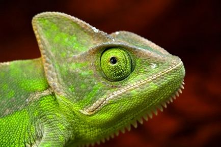 Chameleon (fotografie) real conspirator al lumii animalelor