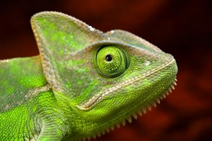 Chameleon (fotó), ez összeesküvő vadvilág