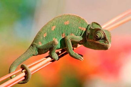 Chameleon, cameleon de culoare, animale