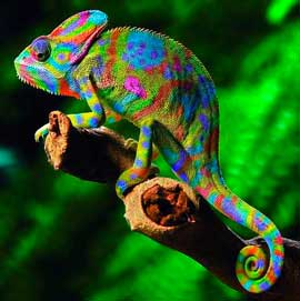 Chameleon, cameleon de culoare, animale