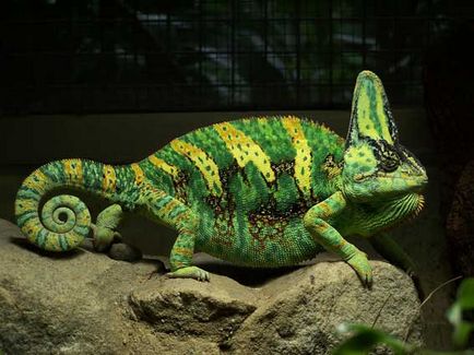 Chameleon, cameleon de culoare, animale