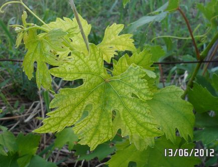 Chlorroza de struguri, așa cum este, vița de vie