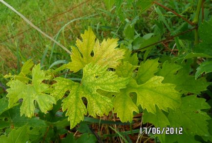 Chlorroza de struguri, așa cum este, vița de vie