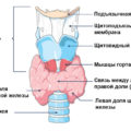 Tratamentul cu colecistita cu remedii folclorice