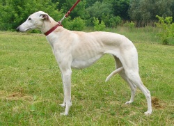 Horta Greyhound