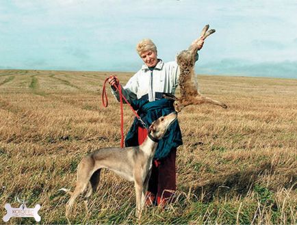 Hort agár (Horta kopó) (Horta) Hort agár (Horta kopó)