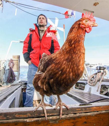 Puiul curajos calatoreste lumea pe un yacht de navigatie