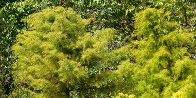 Caracteristicile coniferelor de plantare și îngrijire a plantelor conifere
