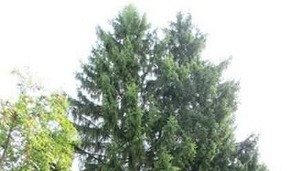 Caracteristicile coniferelor de plantare și îngrijire a plantelor conifere