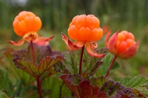 Berry cloudberry - proprietăți utile și contraindicații îngheț