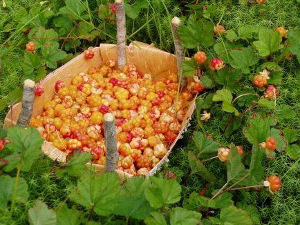 Berry cloudberry - proprietăți utile și contraindicații îngheț