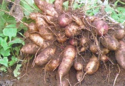 Yakon - cartofi dieta - grădini siberia