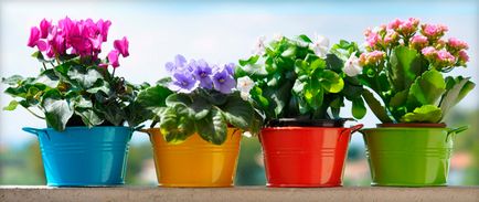 Acid de ambra pentru plante interioare Instrucțiuni de utilizare pentru udarea și fertilizarea florilor