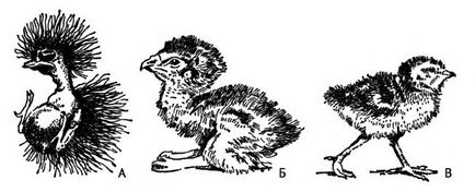 Турбота про потомство у птахів і розвиток пташенят, зоологія