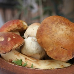 Заготівля білих грибів на зиму, а також рецепти як закрити гриби сироїжки і корбани - eтепліца