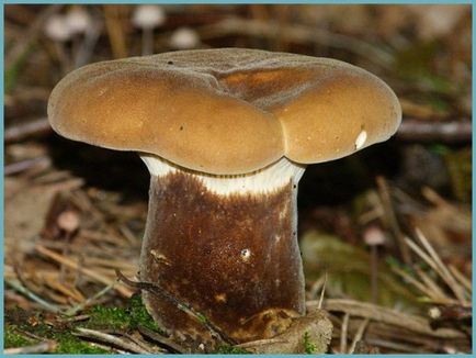 Betakarítás fehér gomba télen, valamint recepteket, hogyan zárja a gombát Russula és svinuhi - eteplitsa (üres) Betakarítás fehér gomba télen, valamint recepteket, hogyan zárja a gombát Russula és svinuhi - eteplitsa
