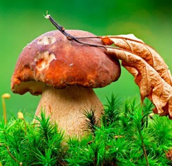 Betakarítás fehér gomba télen, valamint recepteket, hogyan zárja a gombát Russula és svinuhi - eteplitsa (gombák) Betakarítás fehér gomba télen, valamint recepteket, hogyan zárja a gombát Russula és svinuhi - eteplitsa