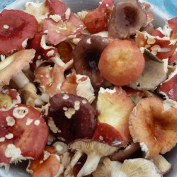 Betakarítás fehér gomba télen, valamint recepteket, hogyan zárja a gombát Russula és svinuhi - eteplitsa (gombák) Betakarítás fehér gomba télen, valamint recepteket, hogyan zárja a gombát Russula és svinuhi - eteplitsa