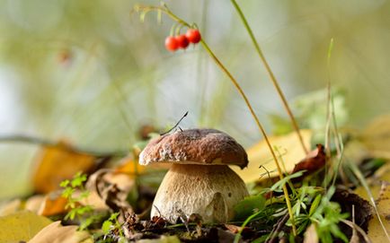 Betakarítás fehér gomba télen, valamint recepteket, hogyan zárja a gombát Russula és svinuhi - eteplitsa (üres) Betakarítás fehér gomba télen, valamint recepteket, hogyan zárja a gombát Russula és svinuhi - eteplitsa