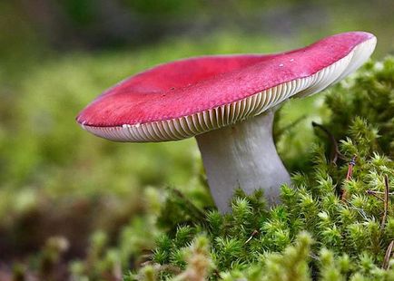 Betakarítás fehér gomba télen, valamint recepteket, hogyan zárja a gombát Russula és svinuhi - eteplitsa (gombák) Betakarítás fehér gomba télen, valamint recepteket, hogyan zárja a gombát Russula és svinuhi - eteplitsa