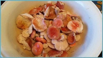 Betakarítás fehér gomba télen, valamint recepteket, hogyan zárja a gombát Russula és svinuhi - eteplitsa (üres) Betakarítás fehér gomba télen, valamint recepteket, hogyan zárja a gombát Russula és svinuhi - eteplitsa