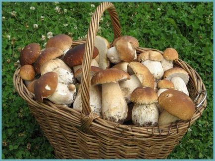 Betakarítás fehér gomba télen, valamint recepteket, hogyan zárja a gombát Russula és svinuhi - eteplitsa (fehér) Betakarítás fehér gomba télen, valamint recepteket, hogyan zárja a gombát Russula és svinuhi - eteplitsa