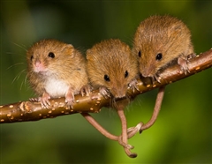 A telek, amely segít megszabadulni a rágcsálók és az egerek, a női szeszély