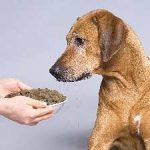 Дъх на кучета причинява и как да се отървете от лечението, както и какво да правя у дома си, когато промените