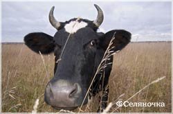 Запуск корови і підготовка її до отелення - Селяночка - портал для фермерів, сільське господарство,