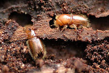 Protecția coniferelor de la gândacul de coajă și de la alți dăunători
