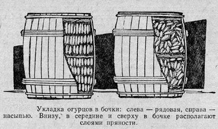 Turta de castravete pentru iarnă în cutii într-un butoi de castraveți murate