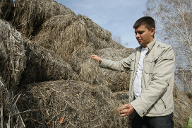 Завод з переробки ненаркотичних конопель відкриють в Новосибірську - ріа новини